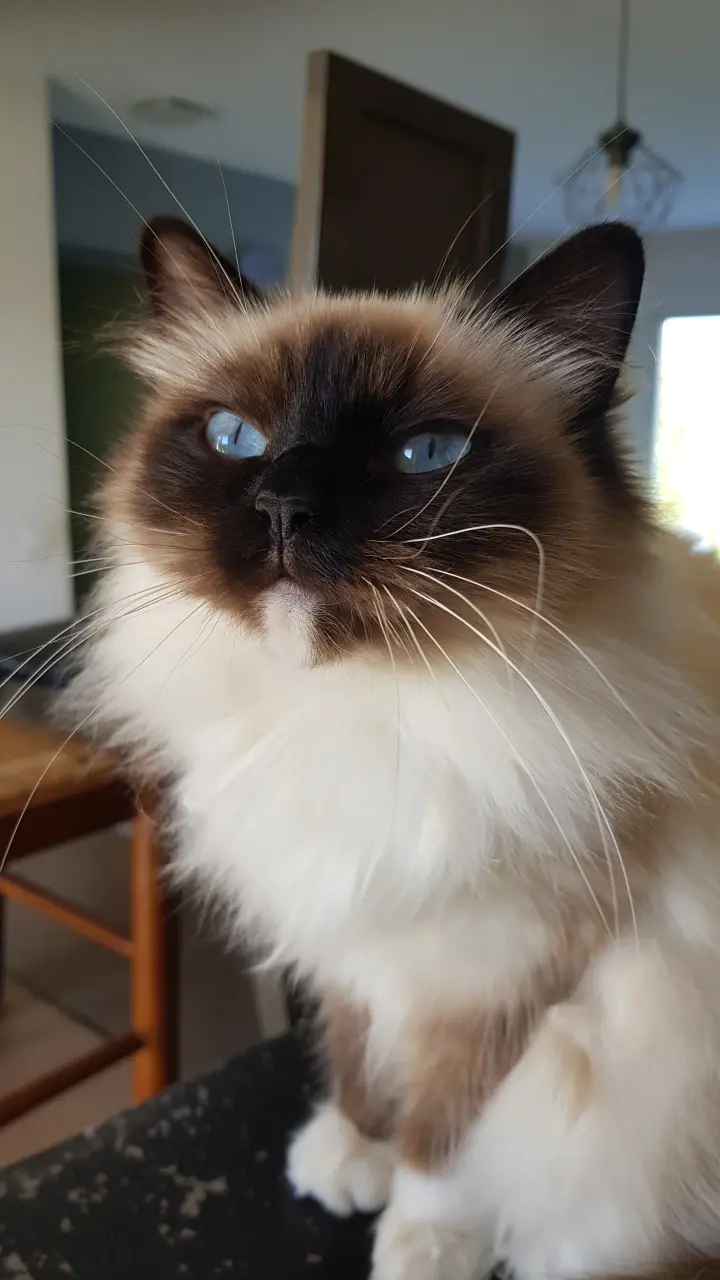 Tesla qui pose façon manequin