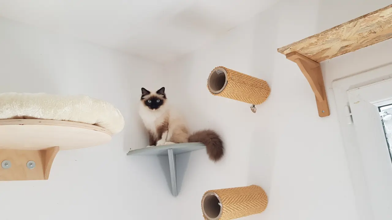 point d'observation de Tesla