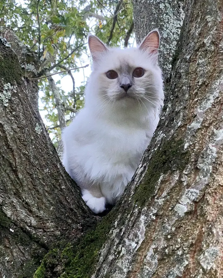 Sacré de Birmanie lilac point