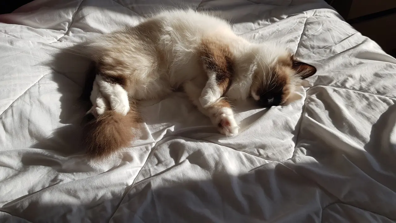 Chaton sacré de Birmanie endormi